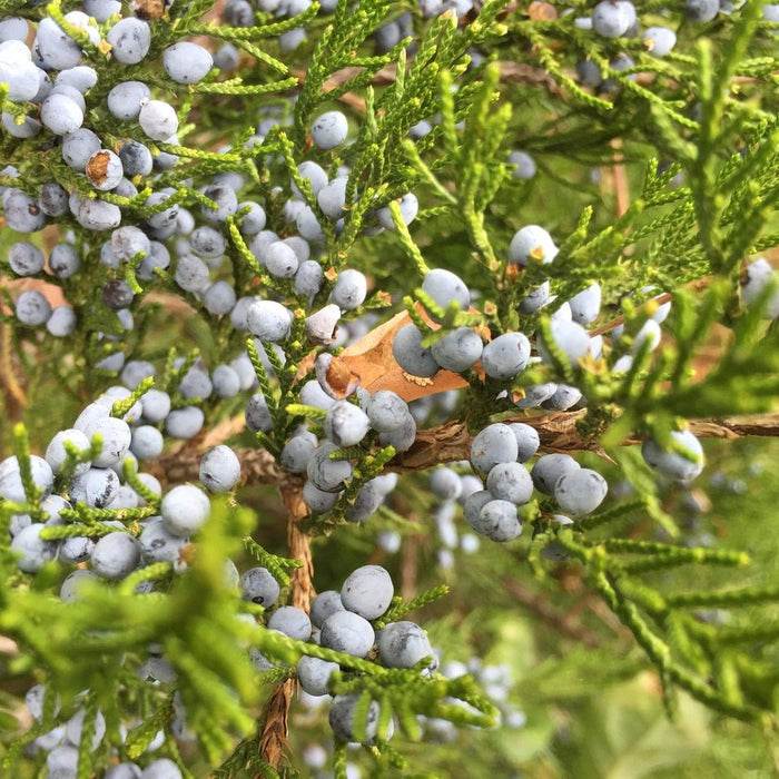 How To Care For Your Eastern Red Cedar Bonsai Tree