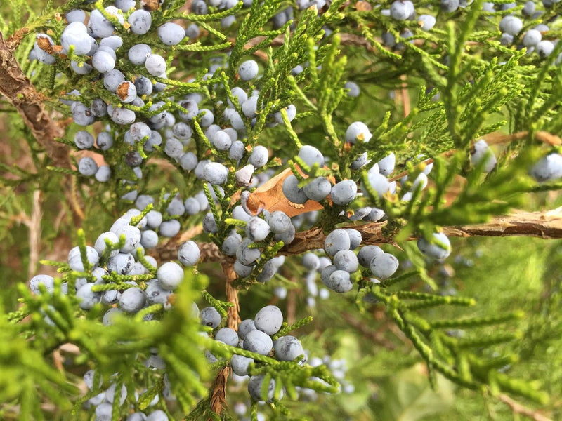 Eastern Red Cedar Seedling Care