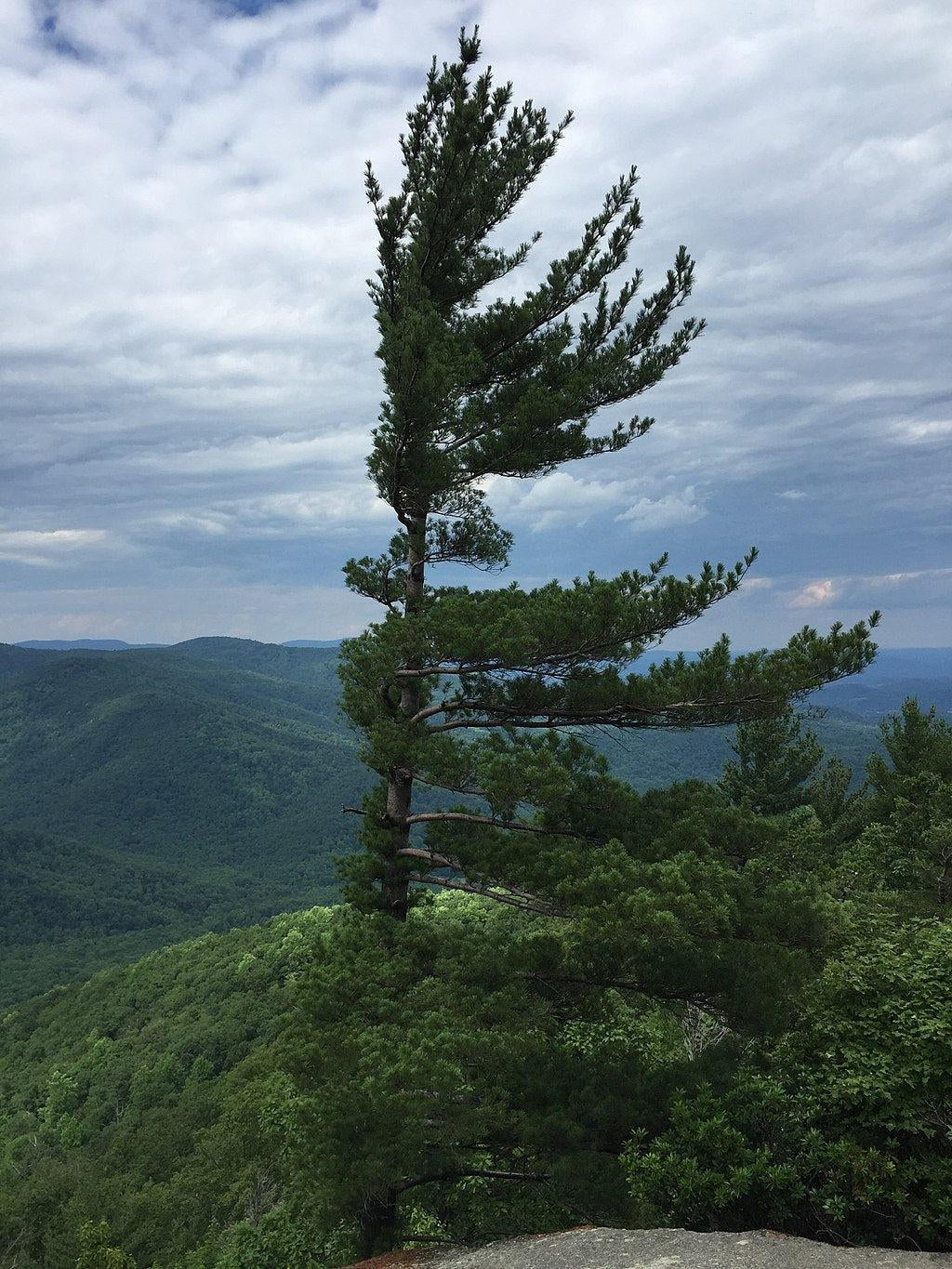 How To Care For Your Eastern White Pine Bonsai Tree