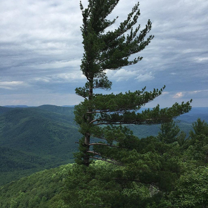 How To Care For Your Eastern White Pine Bonsai Tree