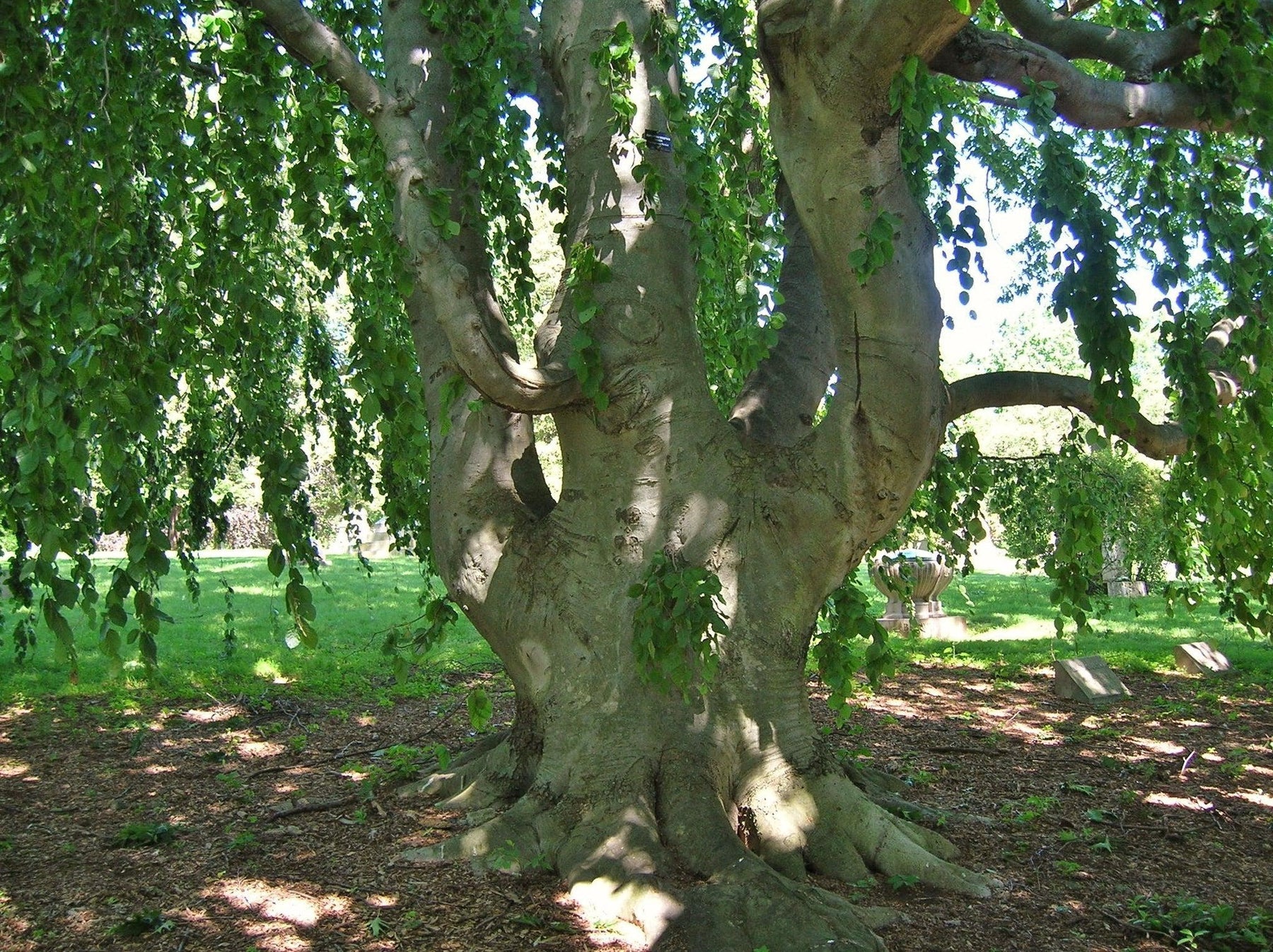 How To Care For Your European Hornbeam Bonsai Tree