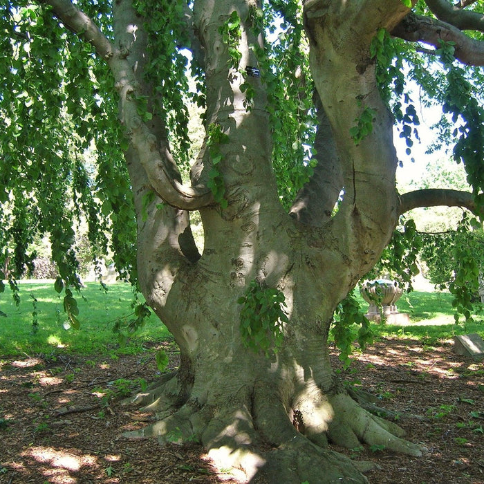 How To Care For Your European Hornbeam Bonsai Tree