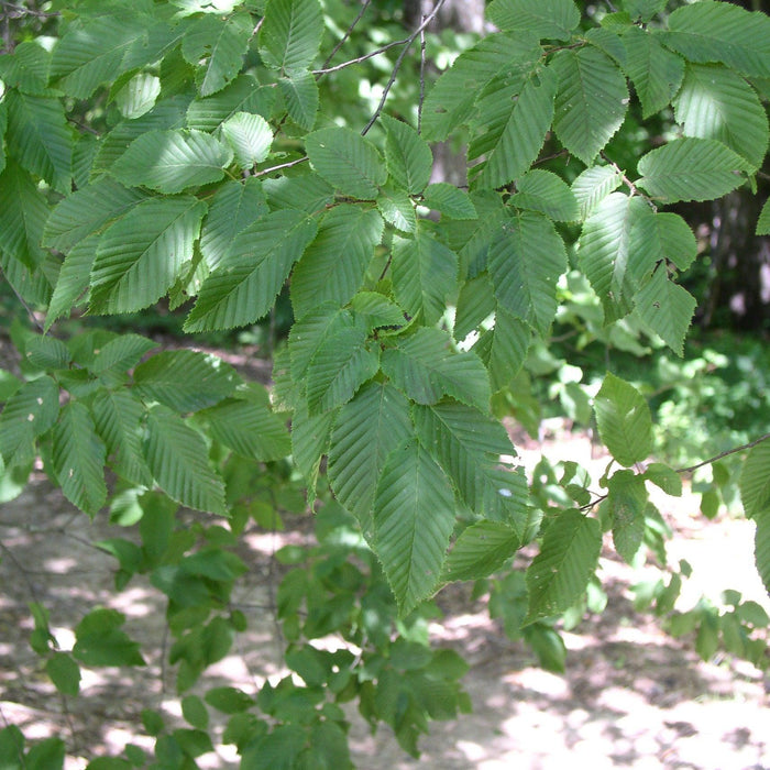 How To Care For Your European Hornbeam Bonsai Tree