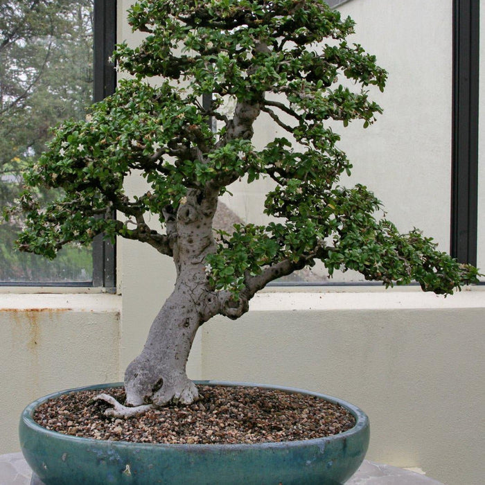 How To Care For Your Fukien Tea Bonsai Tree