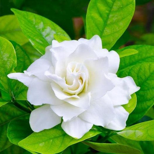 How To Care For Your Gardenia Bonsai Tree