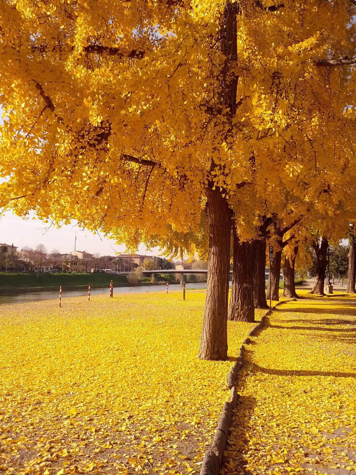 How To Care For Your Ginkgo Bonsai Tree