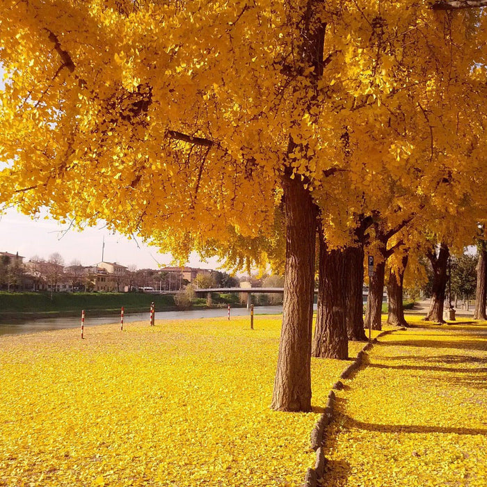How To Care For Your Ginkgo Bonsai Tree