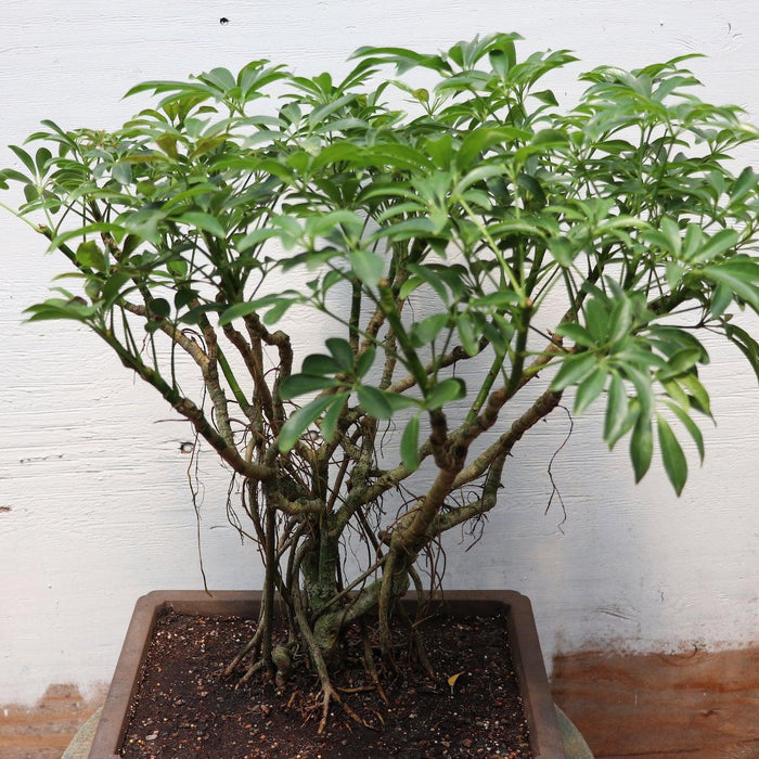 How To Care For Your Hawaiian Umbrella Bonsai Tree