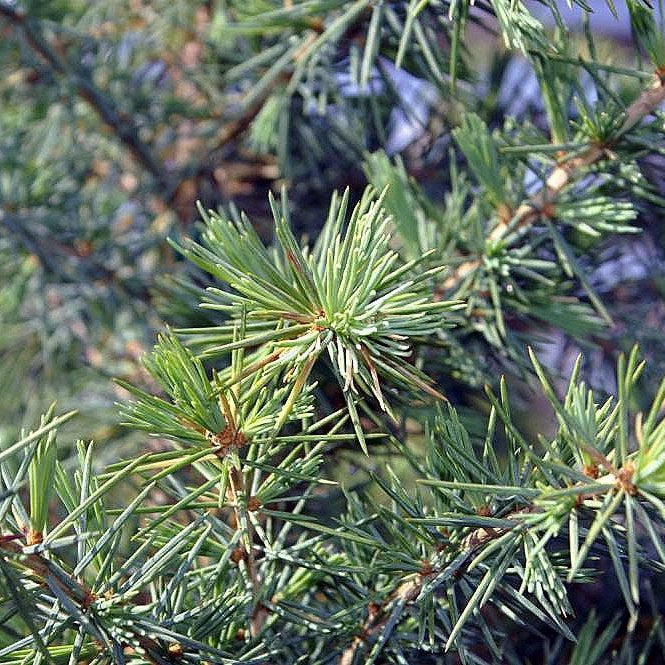 How To Care For Your Himalayan Cedar Bonsai Tree