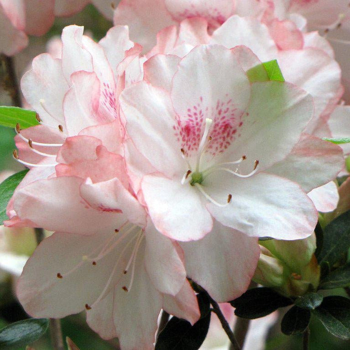 How To Care For Your Hiryu Azalea Bonsai Tree