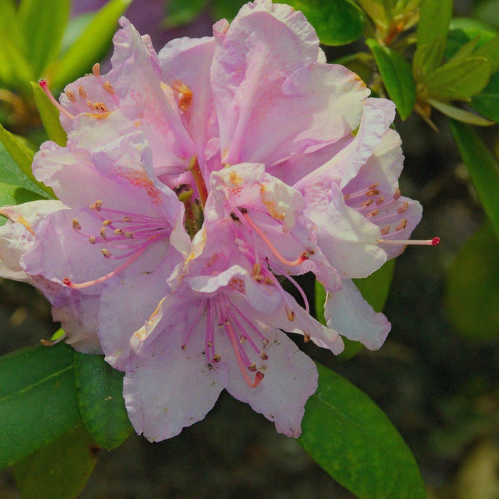 How To Care For Your Japanese Azalea Bonsai Tree