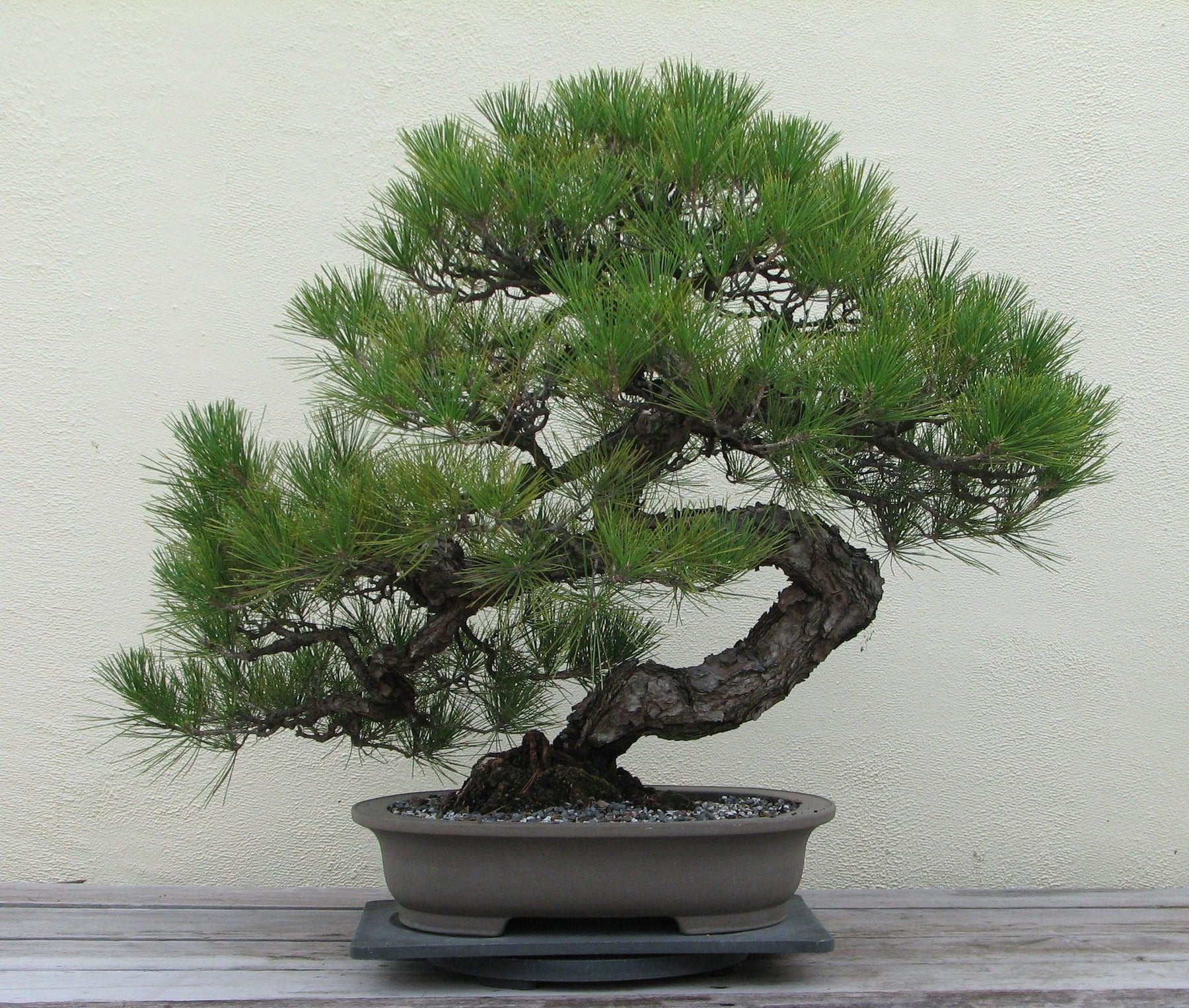 How To Care For Your Japanese Black Pine Bonsai Tree