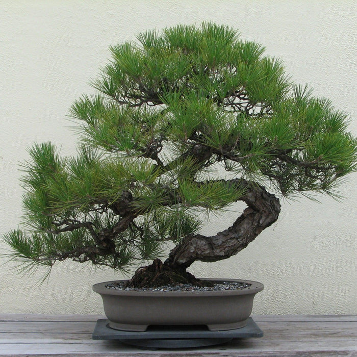 How To Care For Your Japanese Black Pine Bonsai Tree