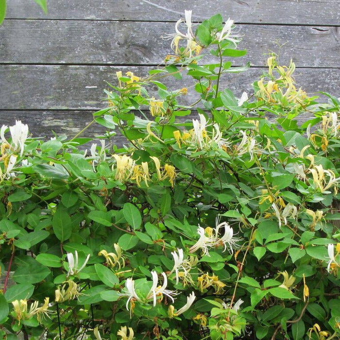 How To Care For Your Japanese Honeysuckle Bonsai Tree