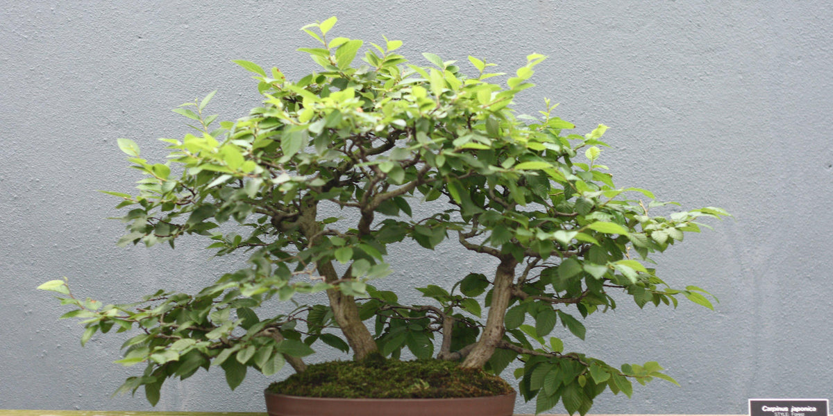 How To Care For Your Japanese Hornbeam Bonsai Tree