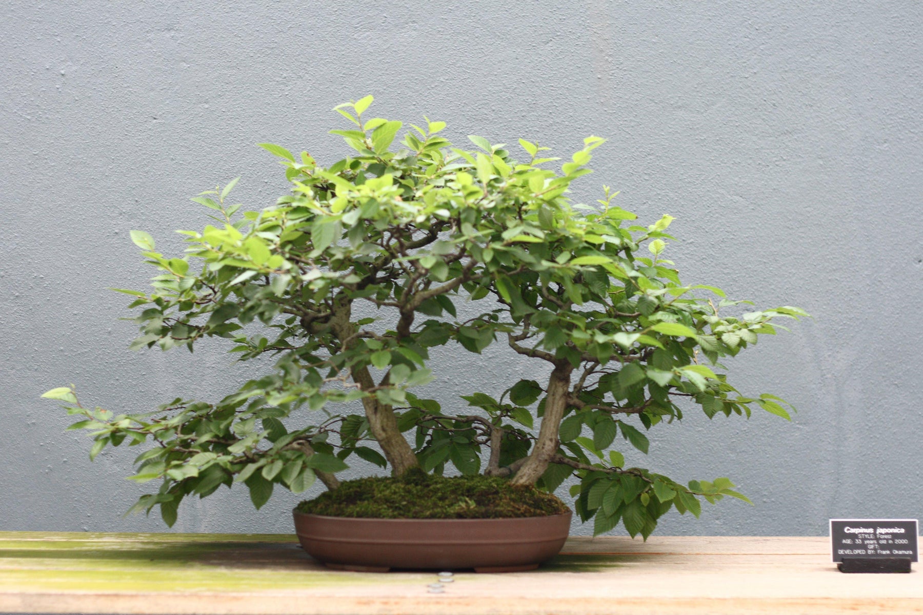 How To Care For Your Japanese Hornbeam Bonsai Tree