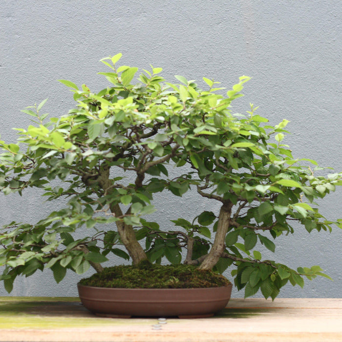 How To Care For Your Japanese Hornbeam Bonsai Tree