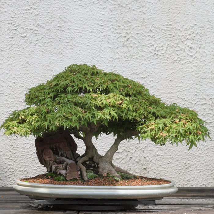 How To Care For Your Japanese Maple Bonsai Tree