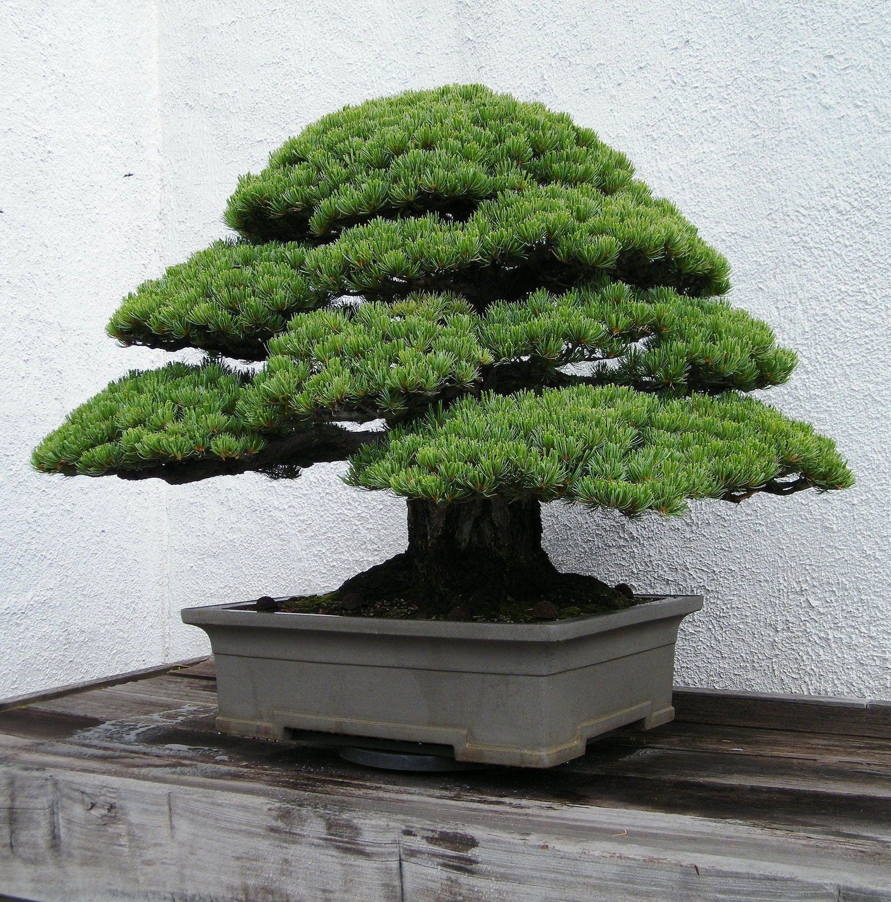 How To Care For Your Japanese White Pine Bonsai Tree