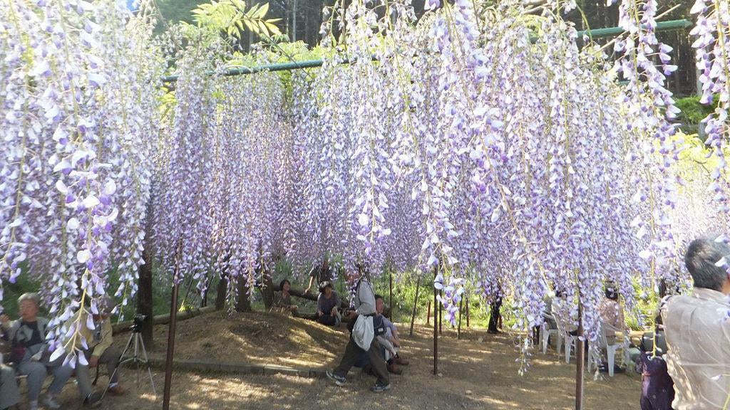 How To Care For Your Japanese Wisteria Bonsai Tree