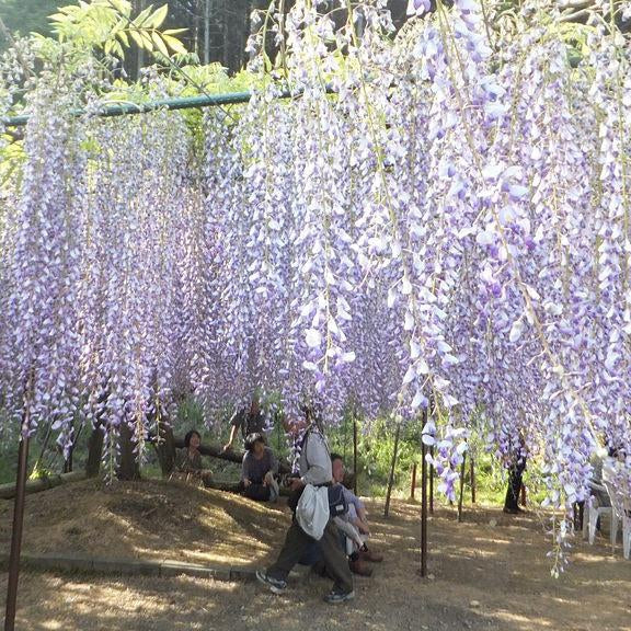 How To Care For Your Japanese Wisteria Bonsai Tree