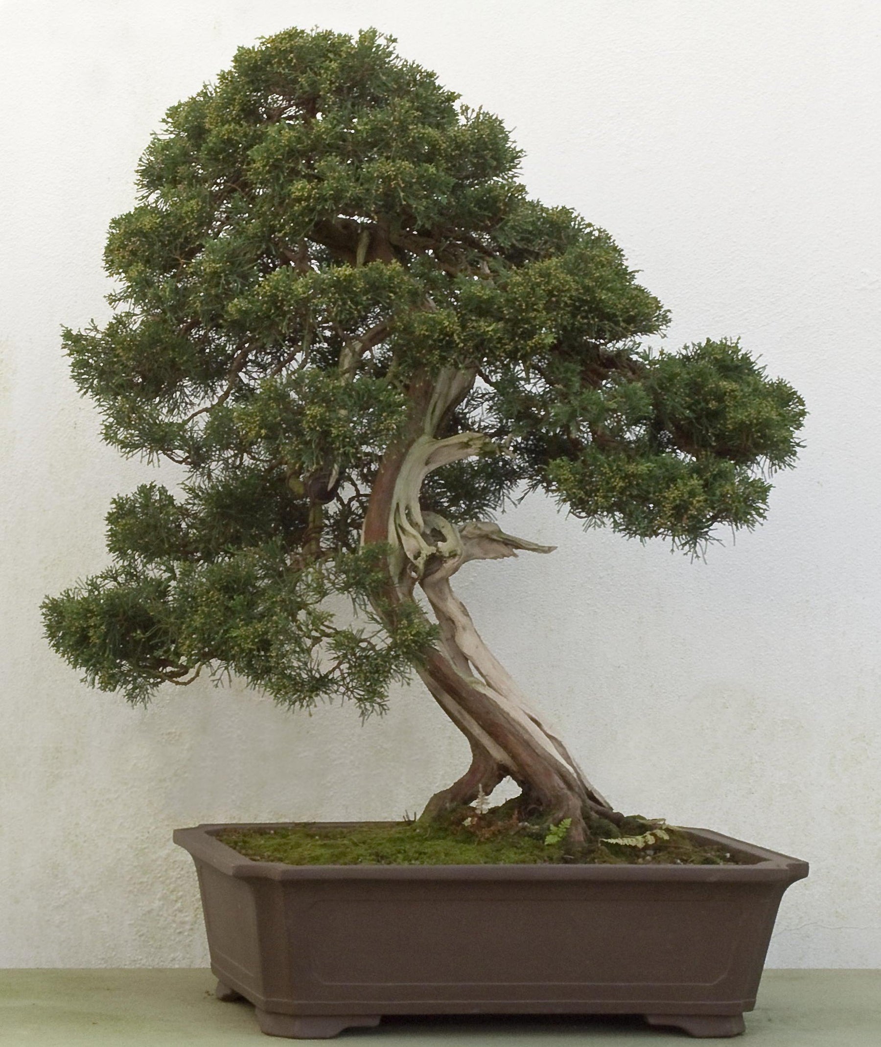 How To Care For Your Juniper Bonsai Tree