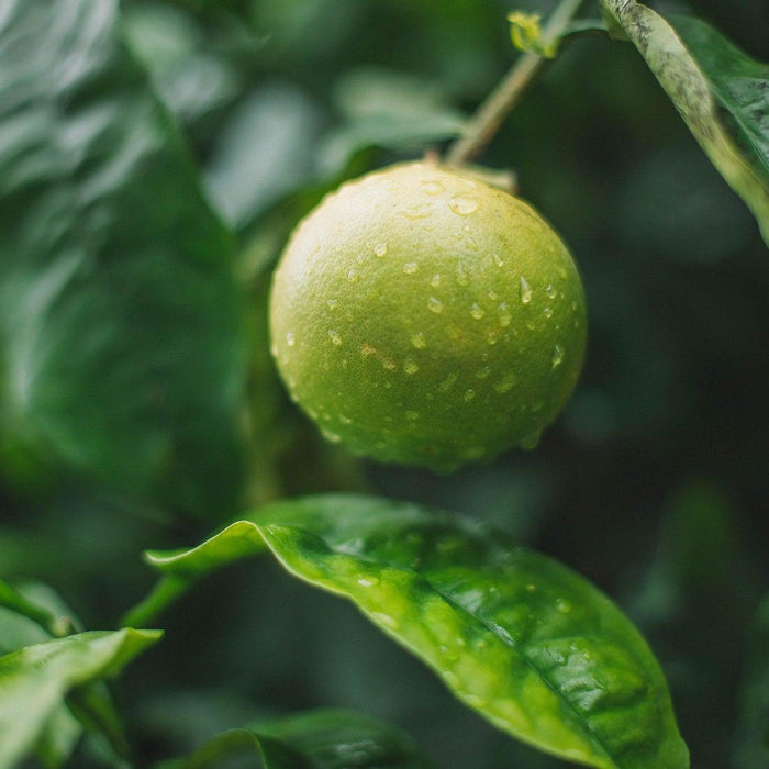 How To Care For Your Key Lime Bonsai Tree