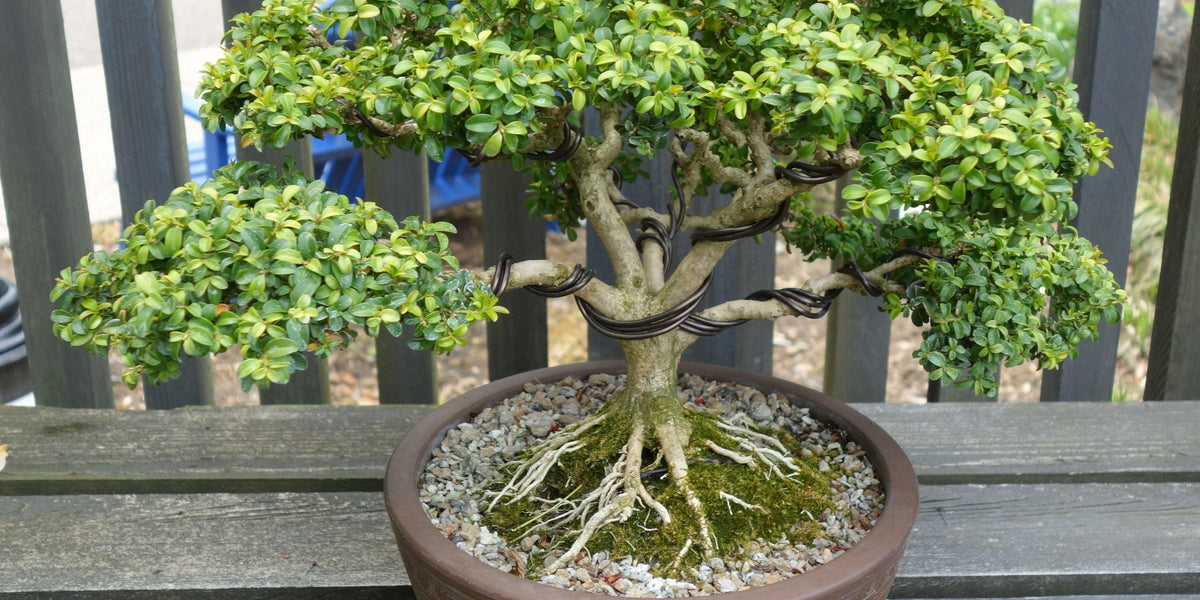 How To Care For Your Kingsville Boxwood Bonsai Tree