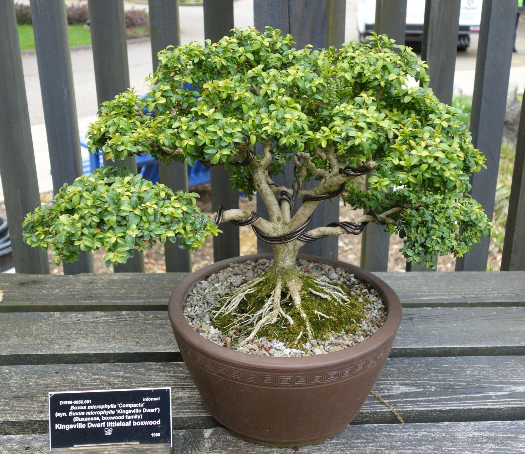 How To Care For Your Kingsville Boxwood Bonsai Tree