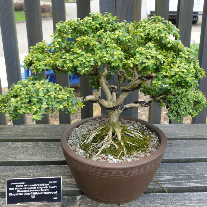 How To Care For Your Kingsville Boxwood Bonsai Tree