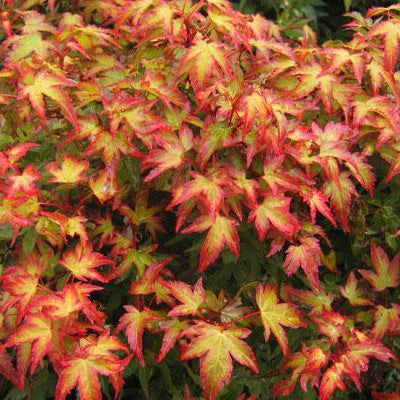 How To Care For Your Kiyohime Maple Bonsai Tree