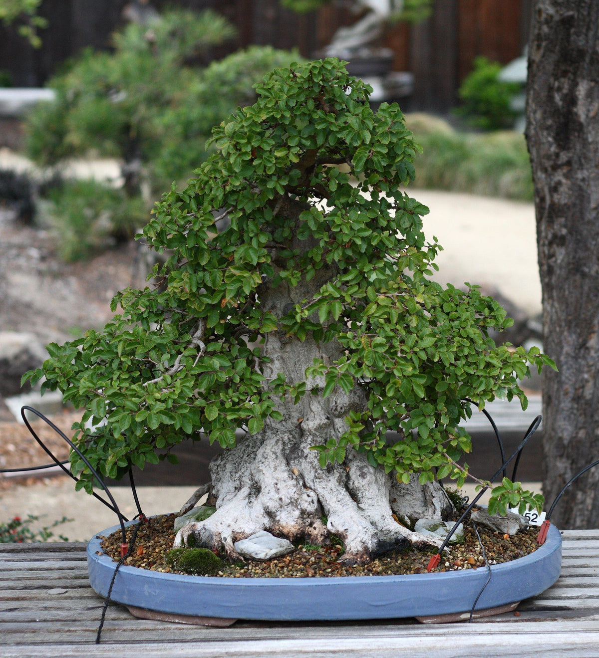 How To Care For Your Korean Hornbeam Bonsai Tree