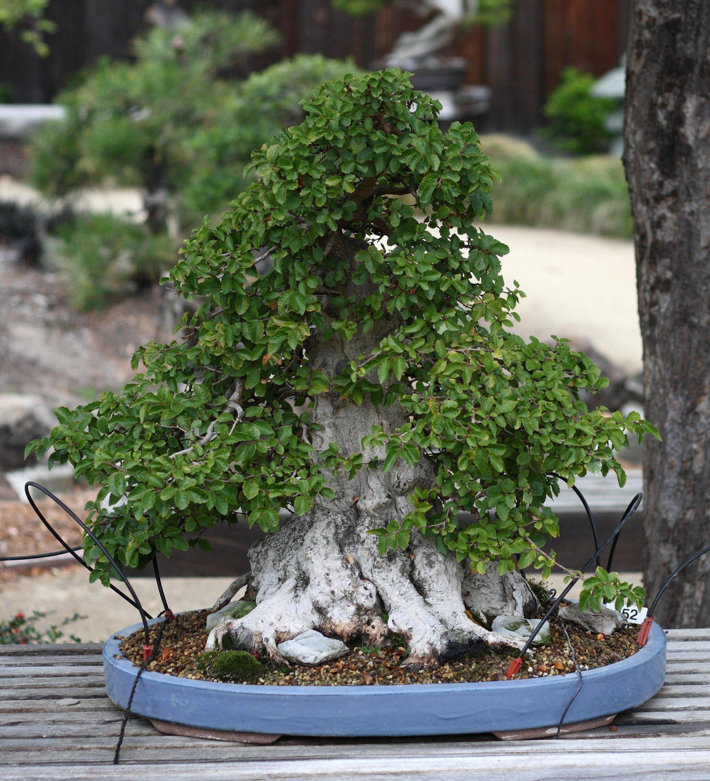 How To Care For Your Korean Hornbeam Bonsai Tree