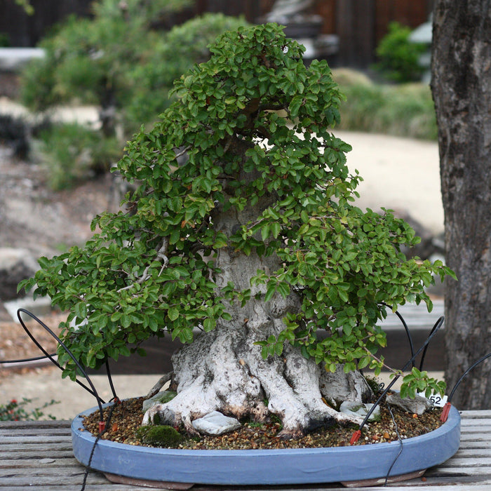 How To Care For Your Korean Hornbeam Bonsai Tree