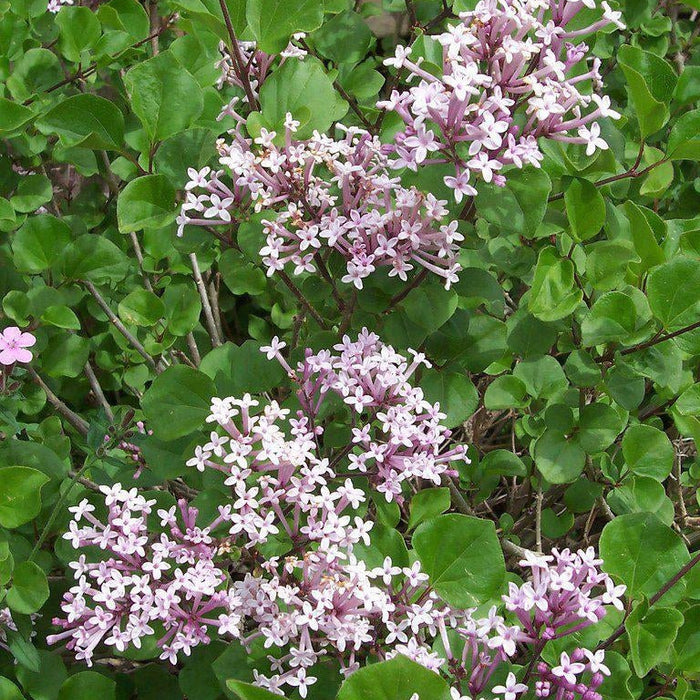 How To Care For Your Korean Lilac Bonsai Tree
