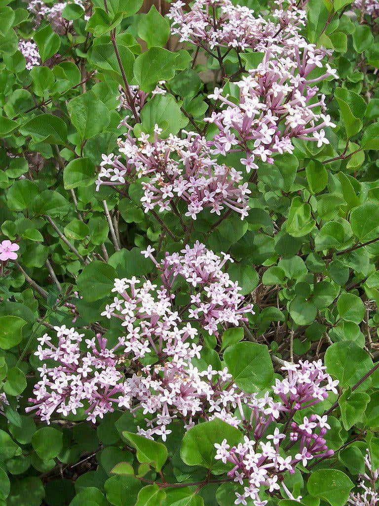 How To Care For Your Korean Lilac Bonsai Tree