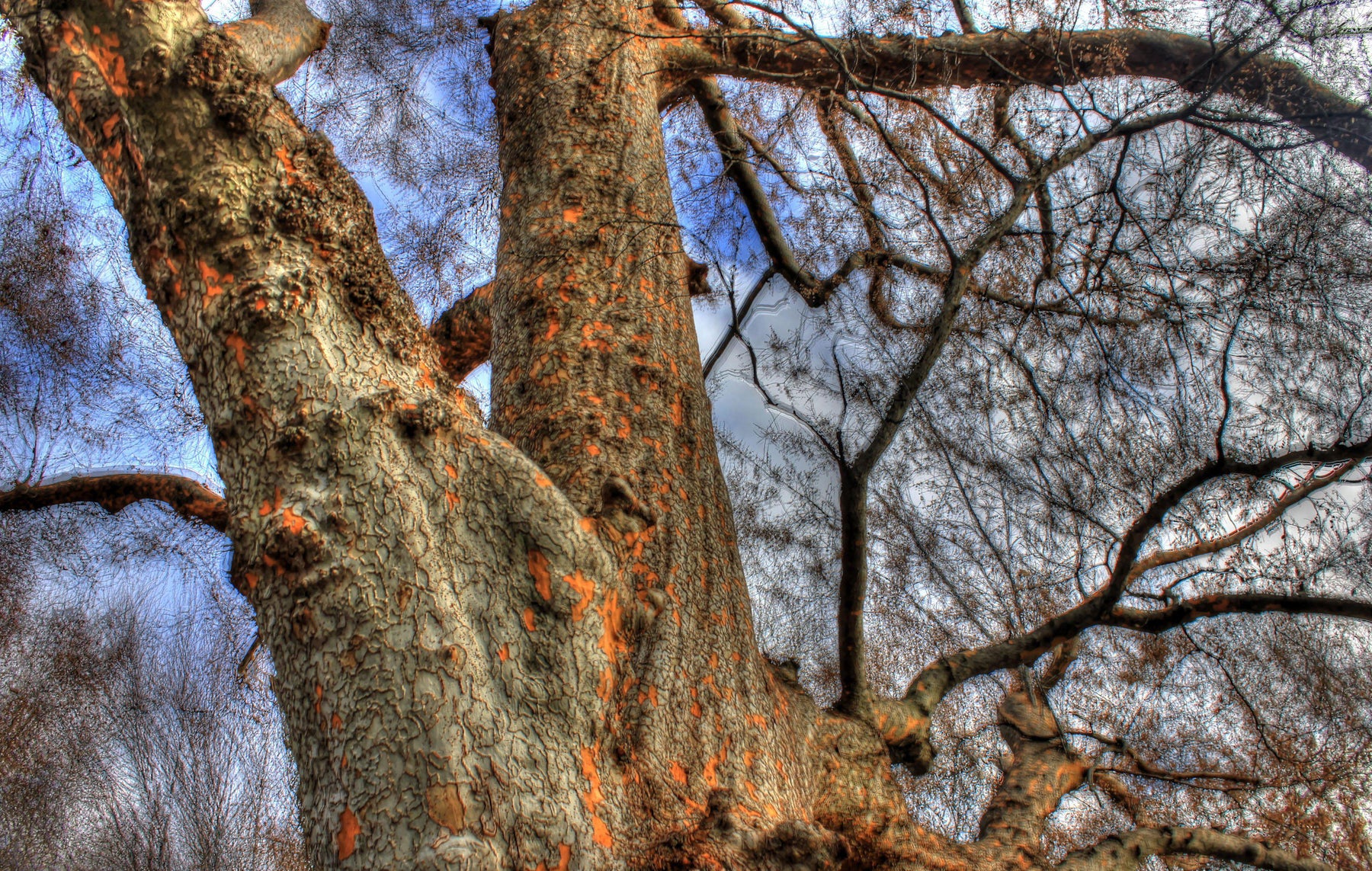 How To Care For Your Lacebark Elm Bonsai Tree