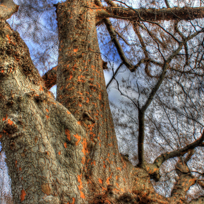 How To Care For Your Lacebark Elm Bonsai Tree
