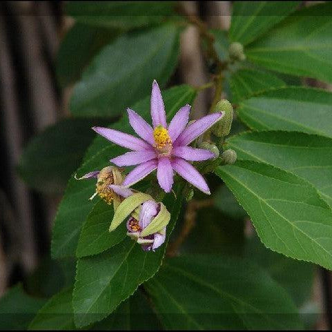 How To Care For Your Lavender Star Bonsai Tree