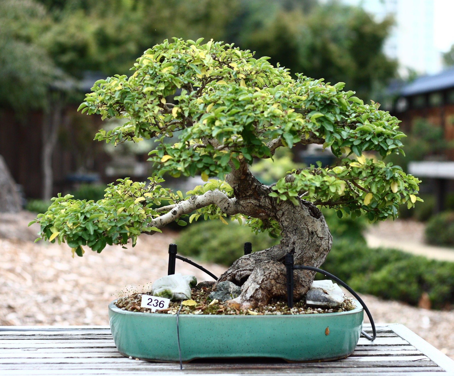 How To Care For Your Ligustrum Bonsai Tree