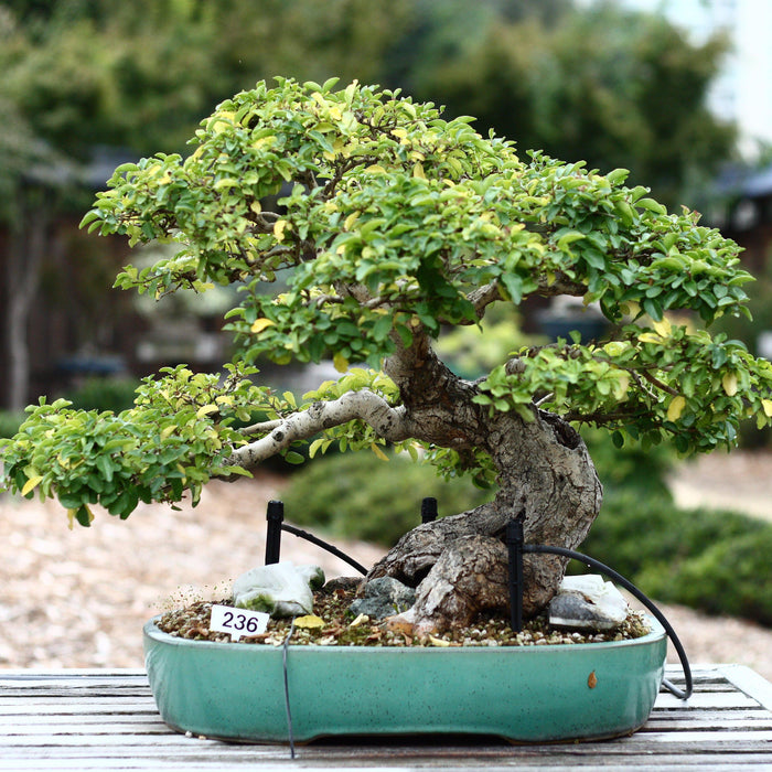 How To Care For Your Ligustrum Bonsai Tree