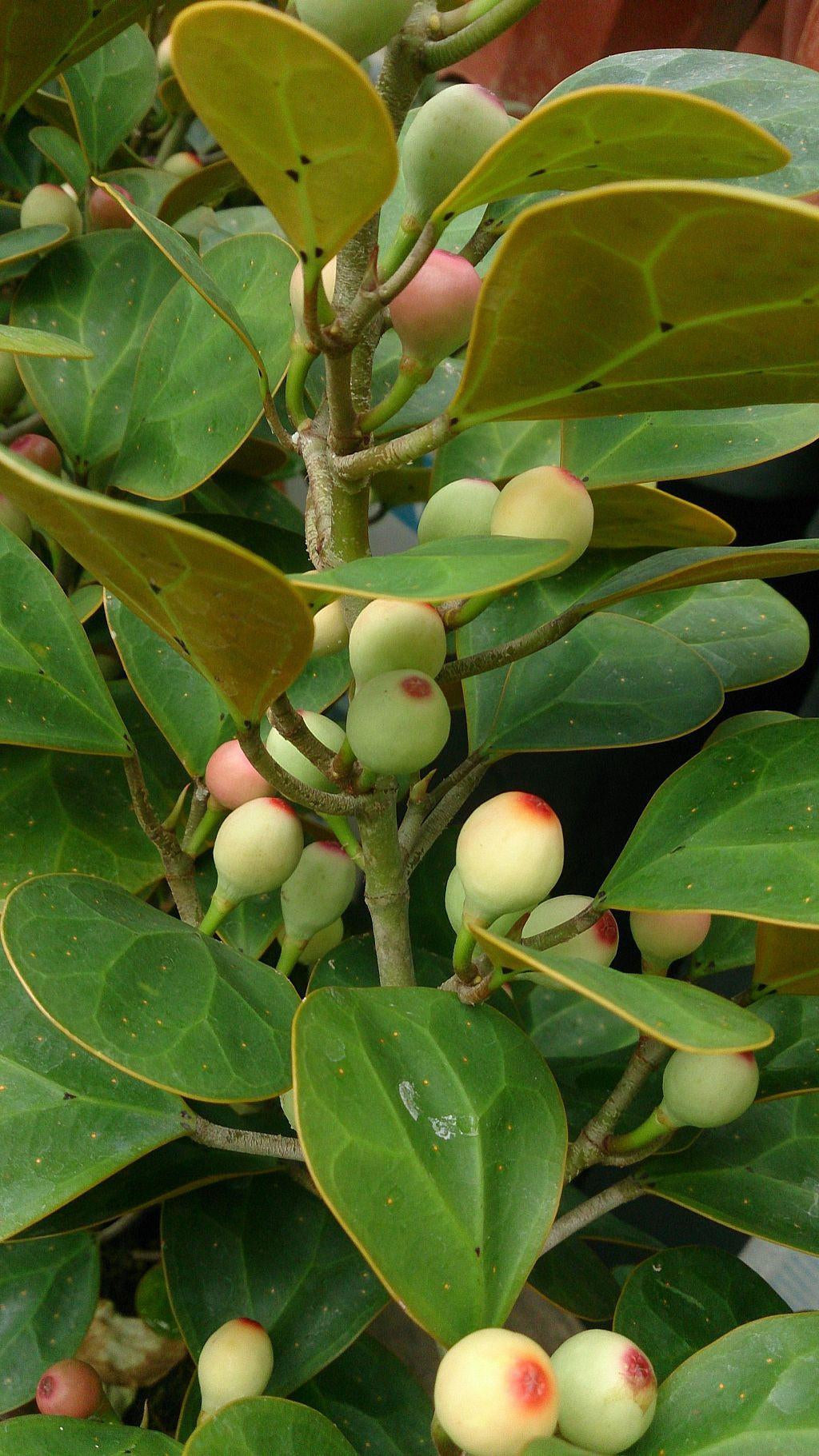 How To Care For Your Mistletoe Fig Bonsai