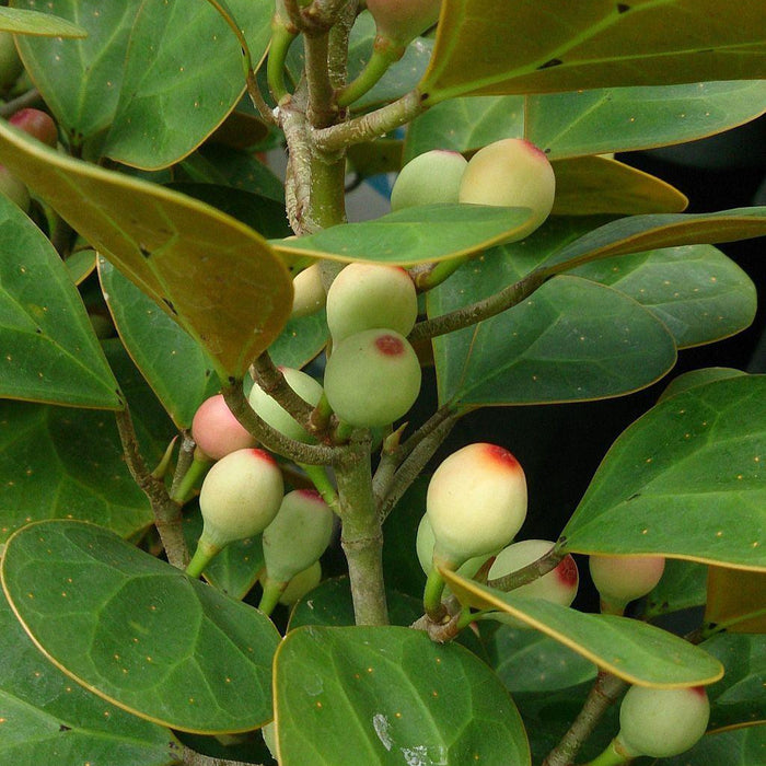 How To Care For Your Mistletoe Fig Bonsai