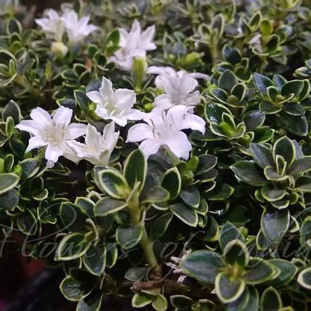 How To Care For Your Mt. Fuji Serissa Bonsai Tree