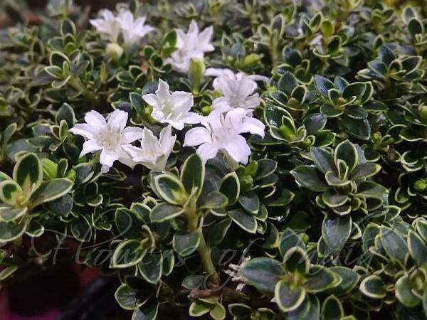 How To Care For Your Mt. Fuji Serissa Bonsai Tree