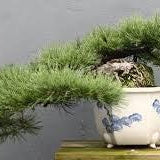 How To Care For Your Mugo Pine Bonsai Tree