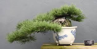 How To Care For Your Mugo Pine Bonsai Tree