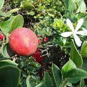 How To Care For Your Natal Plum Bonsai Tree