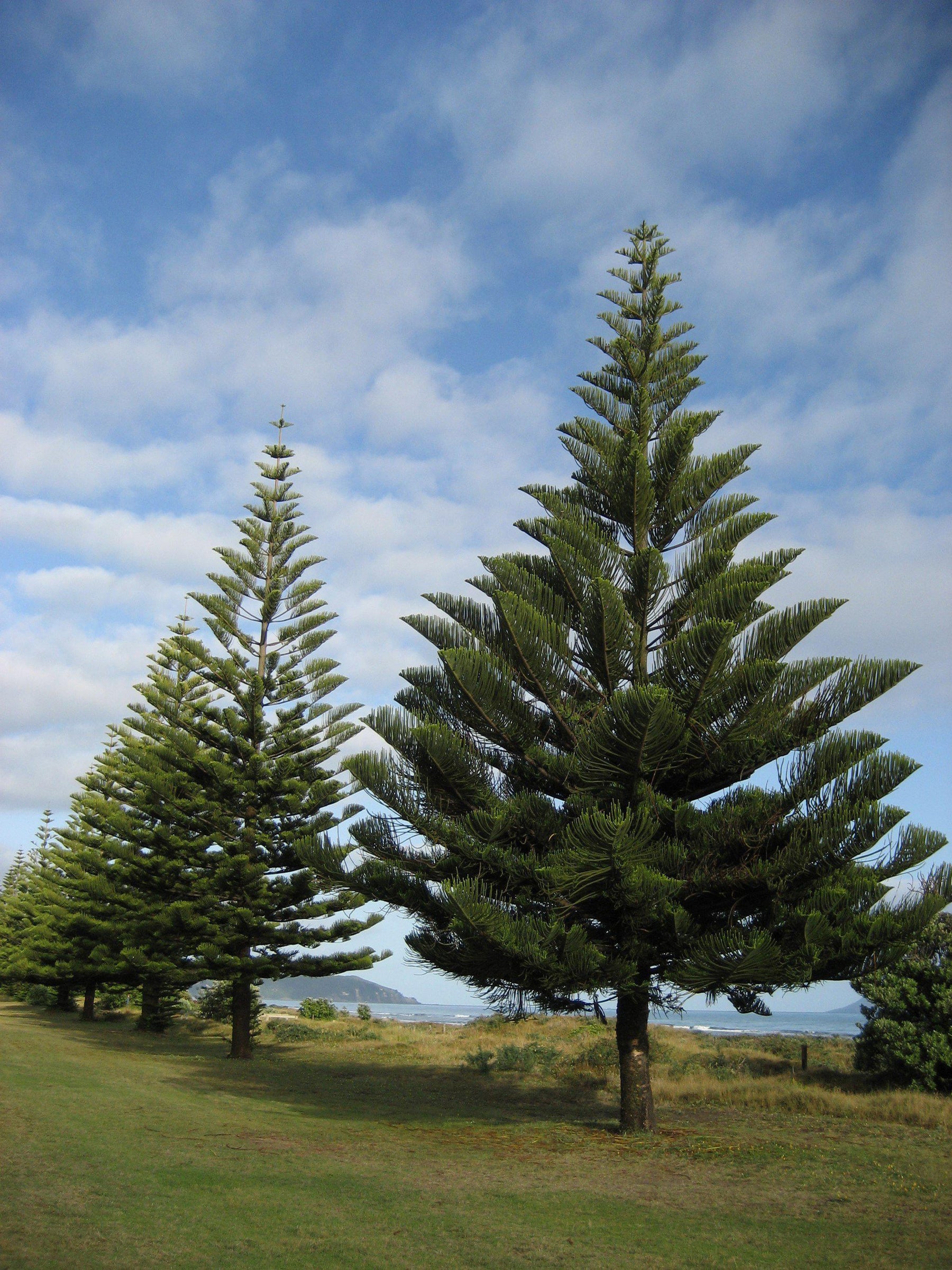 How To Care For Your Norfolk Island Pine Bonsai Tree