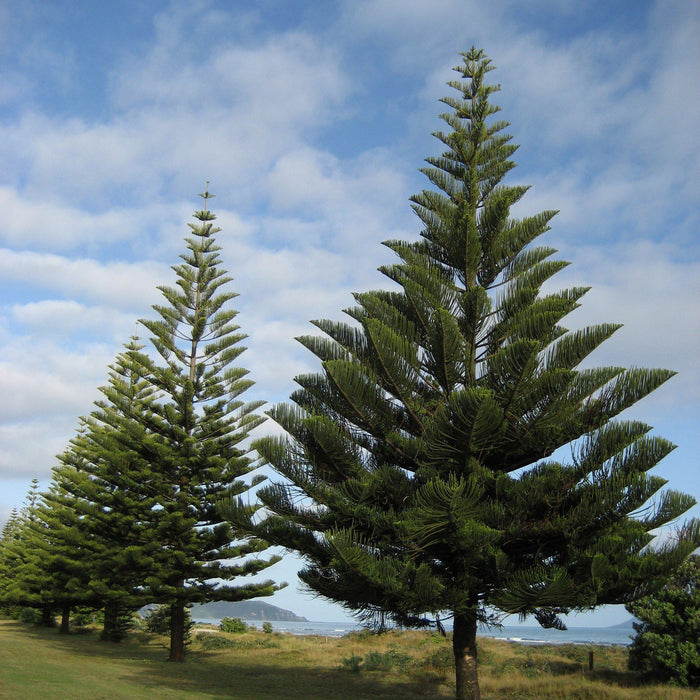 How To Care For Your Norfolk Island Pine Bonsai Tree